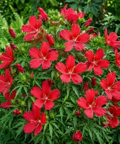 Red Hibiscus Live Plant, Tropical Shrub, 4-8 Inch Tall, Outdoor Flowering - Image 4