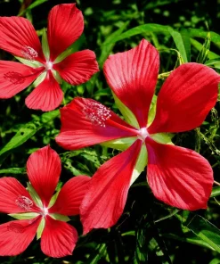 Red Hibiscus Live Plant, Tropical Shrub, 4-8 Inch Tall, Outdoor Flowering - Image 5