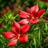 Red Hibiscus Live Plant, Tropical Shrub, 4-8 Inch Tall, Outdoor Flowering - Image 1