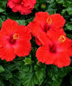 Red Hibiscus Live Plants Set of 2, Hardy Tropical Shrub, 4-8 Inch Tall - Image 3