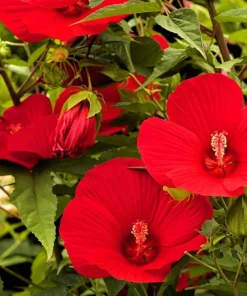 Red Hibiscus Live Plants Set of 2, Hardy Tropical Shrub, 4-8 Inch Tall - Image 4