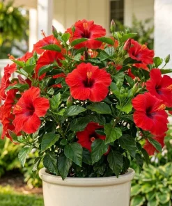 Red Hibiscus Live Plants Set of 2, Hardy Tropical Shrub, 4-8 Inch Tall - Image 5