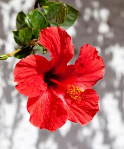Red Hibiscus Live Plants Set of 2, Hardy Tropical Shrub, 4-8 Inch Tall - Image 6