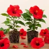 Red Hibiscus Live Plants Set of 2, Hardy Tropical Shrub, 4-8 Inch Tall - Image 1