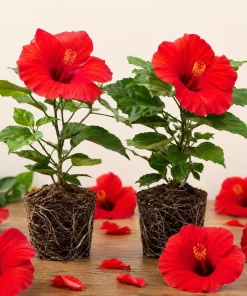 Red Hibiscus Live Plants Set of 2, Hardy Tropical Shrub, 4-8 Inch Tall - Image 1