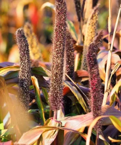 Red Jewel Millet Ornamental Grass Seeds - 25 Seed Pack - Red Foliage - Image 12