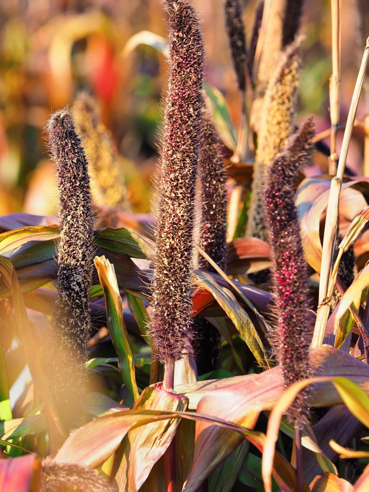 Red Jewel Millet Ornamental Grass Seeds - 25 Seed Pack - Red Foliage - Image 12