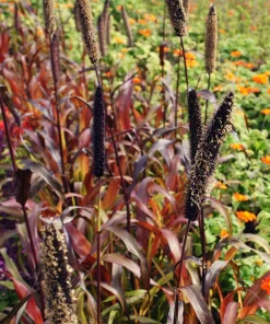 Red Jewel Millet Ornamental Grass Seeds - 25 Seed Pack - Red Foliage - Image 13