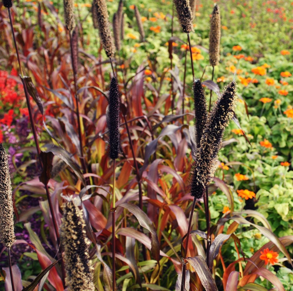 Red Jewel Millet Ornamental Grass Seeds - 25 Seed Pack - Red Foliage - Image 13