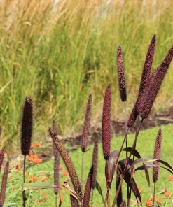Red Jewel Millet Ornamental Grass Seeds - 25 Seed Pack - Red Foliage - Image 2