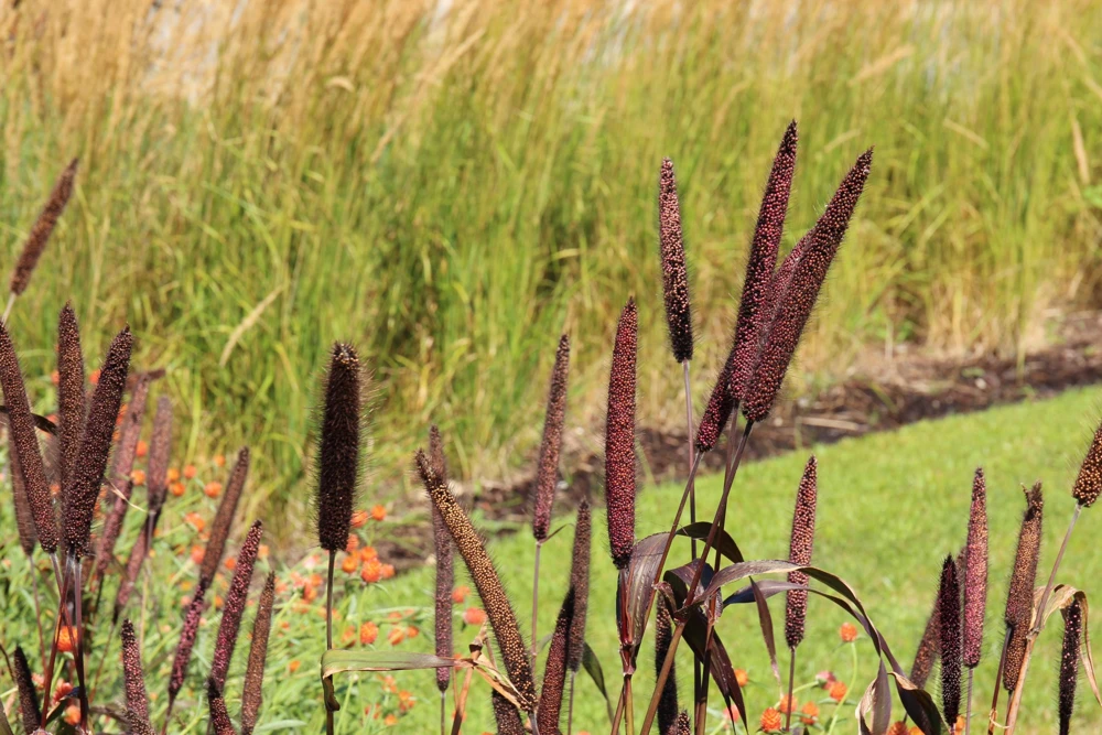Red Jewel Millet Ornamental Grass Seeds - 25 Seed Pack - Red Foliage - Image 2