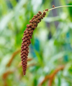 Red Jewel Millet Ornamental Grass Seeds - 25 Seed Pack - Red Foliage - Image 3