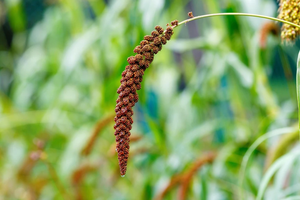 Red Jewel Millet Ornamental Grass Seeds - 25 Seed Pack - Red Foliage - Image 3