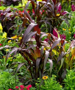 Red Jewel Millet Ornamental Grass Seeds - 25 Seed Pack - Red Foliage - Image 4