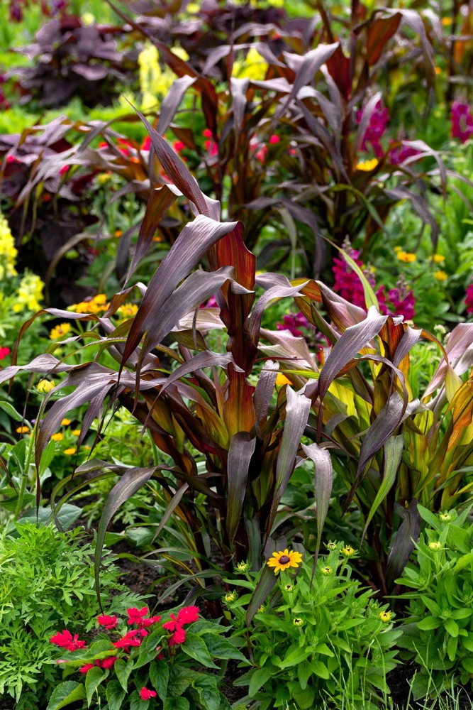 Red Jewel Millet Ornamental Grass Seeds - 25 Seed Pack - Red Foliage - Image 4