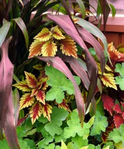 Red Jewel Millet Ornamental Grass Seeds - 25 Seed Pack - Red Foliage - Image 5