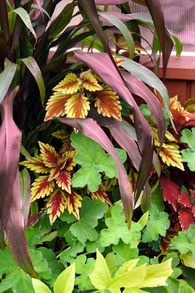 Red Jewel Millet Ornamental Grass Seeds - 25 Seed Pack - Red Foliage - Image 5