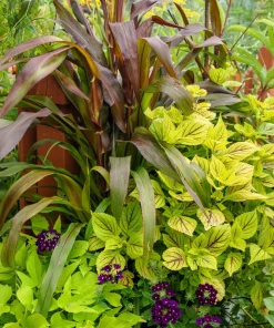 Red Jewel Millet Ornamental Grass Seeds - 25 Seed Pack - Red Foliage - Image 6