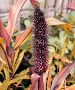 Red Jewel Millet Ornamental Grass Seeds - 25 Seed Pack - Red Foliage - Image 7
