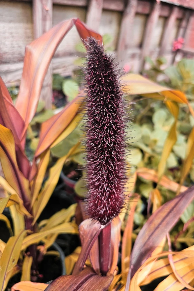Red Jewel Millet Ornamental Grass Seeds - 25 Seed Pack - Red Foliage - Image 7