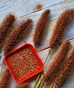 Red Jewel Millet Ornamental Grass Seeds - 25 Seed Pack - Red Foliage - Image 8