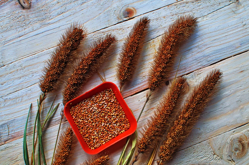 Red Jewel Millet Ornamental Grass Seeds - 25 Seed Pack - Red Foliage - Image 8