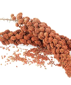 Red Jewel Millet Ornamental Grass Seeds - 25 Seed Pack - Red Foliage - Image 9