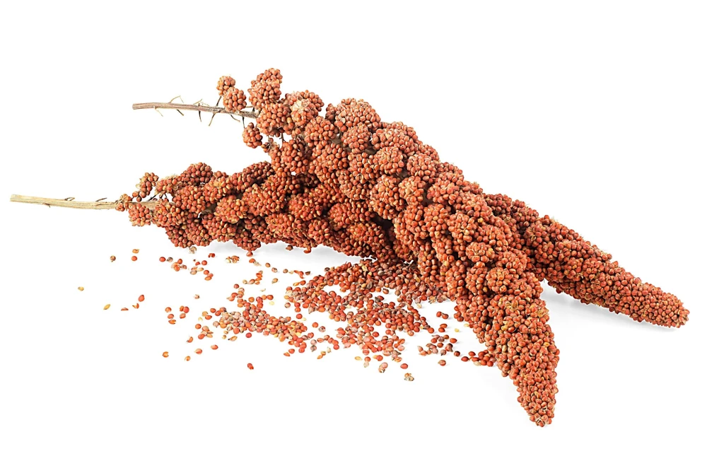 Red Jewel Millet Ornamental Grass Seeds - 25 Seed Pack - Red Foliage - Image 9