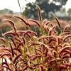 Red Jewel Millet Ornamental Grass Seeds - 25 Seed Pack - Red Foliage - Image 1