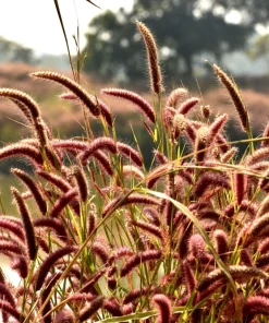 Red Jewel Millet Ornamental Grass Seeds - 25 Seed Pack - Red Foliage - Image 1