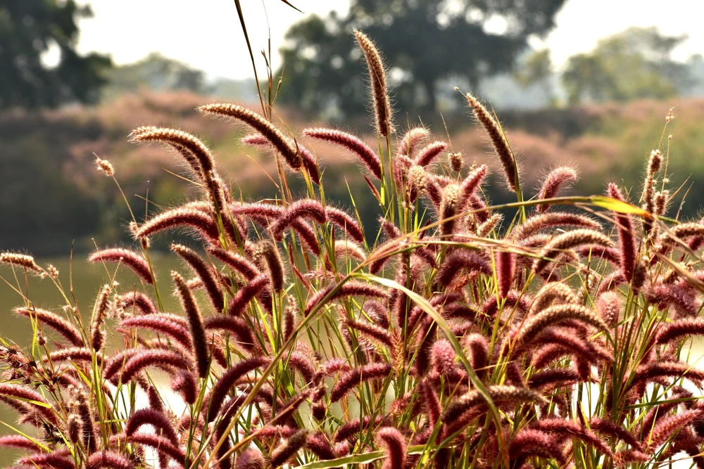 Red Jewel Millet Ornamental Grass Seeds - 25 Seed Pack - Red Foliage - Image 1