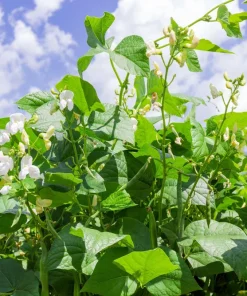 Red Kidney Bean Seeds - Phaseolus Vulgaris Vegetable Seeds - 30 Count - Image 3