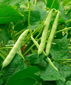 Red Kidney Bean Seeds - Phaseolus Vulgaris Vegetable Seeds - 30 Count - Image 4