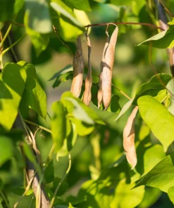 Red Kidney Bean Seeds - Phaseolus Vulgaris Vegetable Seeds - 30 Count - Image 5
