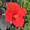 Red King Humbert Canna Lily Rhizome - Tall Green Leaf Bulb for Planting - Image 1