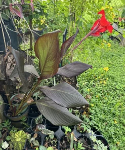 Red King Humbert Canna Lily Rhizome - Tall Green Leaf Bulb for Planting - Image 4