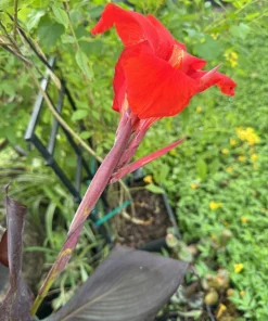 Red King Humbert Canna Rhizome - Tall Green Leaf Canna Bulb - Image 2