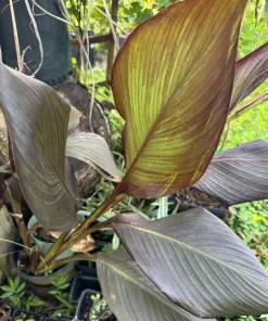 Red King Humbert Canna Rhizome - Tall Green Leaf Canna Bulb - Image 3