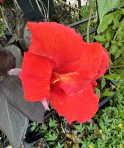 Red King Humbert Canna Rhizome - Tall Green Leaf Canna Bulb - Image 1