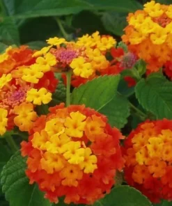 Red Lantana Live Plant 4-6 Inch Tall - Vibrant Red Flowering Outdoor Garden Shrub - Image 3