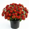 Red Lantana Live Plant 4-6 Inch Tall - Vibrant Red Flowering Outdoor Garden Shrub - Image 1