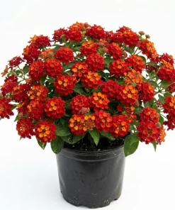 Red Lantana Live Plant 4-6 Inch Tall - Vibrant Red Flowering Outdoor Garden Shrub - Image 1