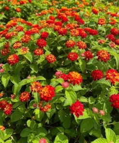 Red Lantana Live Plant 4-6 Inch Tall - Vibrant Red Flowering Outdoor Garden Shrub - Image 4
