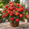 Red Lantana Live Plant – Fragrant Flowers Perennial for Garden – 4 to 6 Inch Tall - Image 1