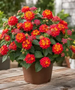 Red Lantana Live Plant – Fragrant Flowers Perennial for Garden – 4 to 6 Inch Tall - Image 1