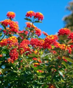 Red Lantana Live Plant – Fragrant Flowers Perennial for Garden – 4 to 6 Inch Tall - Image 2