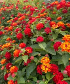Red Lantana Live Plant – Fragrant Flowers Perennial for Garden – 4 to 6 Inch Tall - Image 3