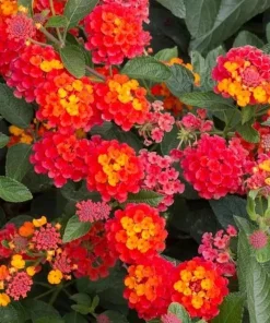 Red Lantana Live Plant – Fragrant Flowers Perennial for Garden – 4 to 6 Inch Tall - Image 4
