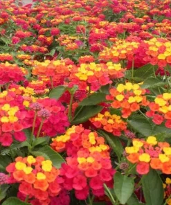 Red Lantana Live Plant – Fragrant Flowers Perennial for Garden – 4 to 6 Inch Tall - Image 5