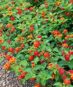Red Lantana Live Plant – Fragrant Flowers Perennial for Garden – 4 to 6 Inch Tall - Image 6